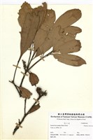 藏品(短尾柯)的圖片